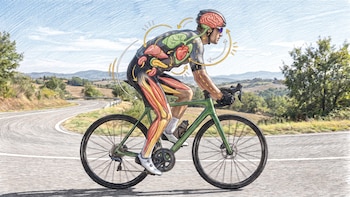 Cerebro, corazón y músculos, los sorprendentes beneficios del ciclismo según una experta