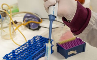 Científicos del CONICET identifican una posible estrategia alternativa para el tratamiento del dolor crónico