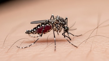 Dengue: por qué América Latina sigue atrapada en el ciclo de epidemias y emergencia
