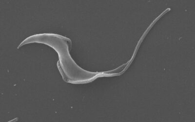 Desarrollan una herramienta bioinformática para estudiar el genoma del parásito que produce Chagas