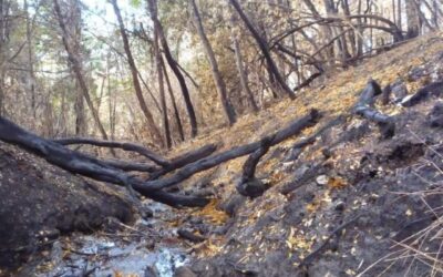 Determinan el impacto de los incendios forestales en los cuerpos de agua