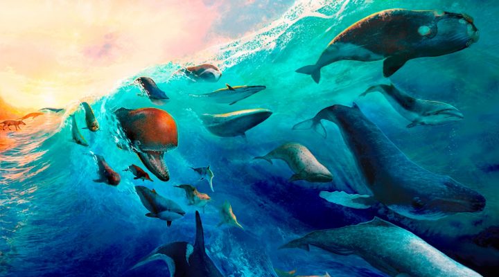 Especialistas del CONICET redefinen la historia evolutiva y ecológica de los cetáceos