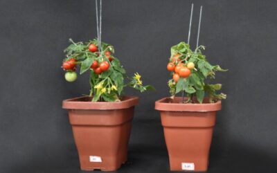 Identifican un gen que mejora el rendimiento de la planta de tomate en respuesta a la densidad de siembra