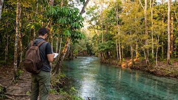 Los bosques con más variedad de árboles almacenan más carbono, regulan mejor el agua y protegen el suelo