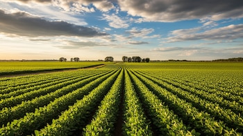 Científicos argentinos diseñan soluciones digitales para medir el impacto ambiental de los cultivos industriales