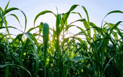 Científicos del CONICET participan de un proyecto para impulsar una bioeconomía más sostenible en América Latina y Europa