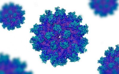 Desarrollan una herramienta que predice el riesgo de rechazo e infecciones después de un trasplante renal