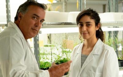 Descubren cómo una bacteria que vive en las raíces permite que las plantas toleren condiciones de sequía