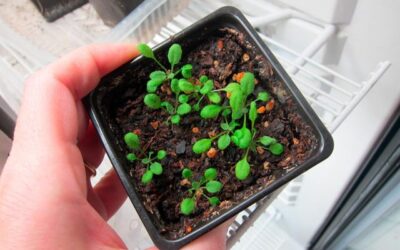 Identifican un “interruptor de saciedad” de nitrógeno en plantas