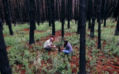 “Incendios Forestales en la Patagonia”: una producción audiovisual con mirada científica