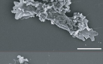 Investigación financiada por la NASA descubre vida compleja que desafía un calor récord
