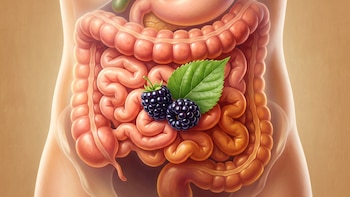 Un estudio descubrió un beneficio oculto de las moras para la salud intestinal