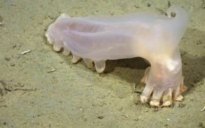 Descubren 57 nuevas especies en los cañones submarinos de Argentina