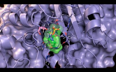 Descubren cómo un pequeño cambio en una proteína puede aumentar la resistencia a antibióticos