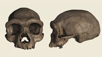 El enigma del Hombre Dragón: cómo un cráneo oculto en un pozo durante ocho décadas podría redefinir el origen de la humanidad