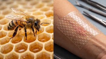 Seda de abeja en las heridas: el biomaterial que demostró ser seguro y podría detectar infecciones